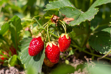 Ripe berry of strawberry on a bed in the garden