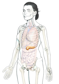 3d rendered, medically accurate illustration of a female pancreas