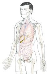 3d rendered medically accurate illustration of male Organs Gallbladder Anatomy