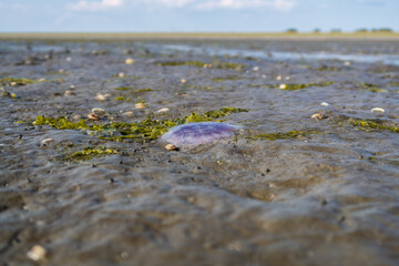 Dead Jellyfish in the mud flat