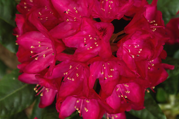 rhododendron flowers