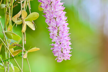 Bright orchids and beautiful blurred backgrounds