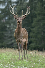 Red Deer (Cervus elaphus), meeting in the clearing near the forest