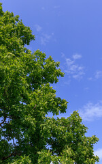 Green tree and blue sky simple landsckape