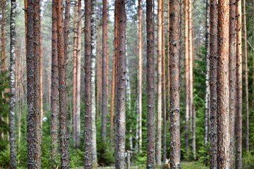 Naklejka premium Pine trees and fir trees in spring Coniferous forest close up. Coniferous forest landscape in sunny day. Nature reserve. Evergreen Pine tree forest in sun light. Primeval Woodland. Spruce trees