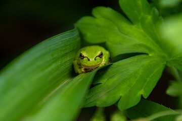 7月の緑の葉とアマガエル