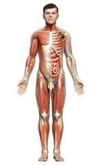 3d rendered medically accurate of the male anatomy