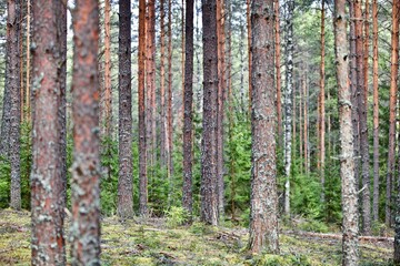 Pine trees and fir trees in spring Coniferous forest close up. Coniferous forest landscape in sunny day. Nature reserve. Evergreen Pine tree forest in sun light. Primeval Woodland. Spruce trees
