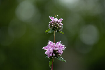 上野ファームに咲くフロミス　トゥベローサ