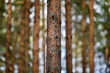 Pine trees and fir trees trunks in spring Coniferous forest close up. Coniferous forest landscape...