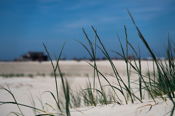 Closeup of Dune grass at the Beach