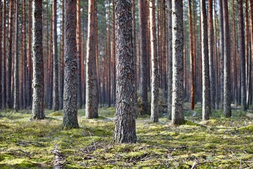 Fototapeta premium Pine trees and fir trees in spring Coniferous forest close up. Coniferous forest landscape in sunny day. Nature reserve. Evergreen Pine tree forest in sun light. Primeval Woodland. Spruce trees