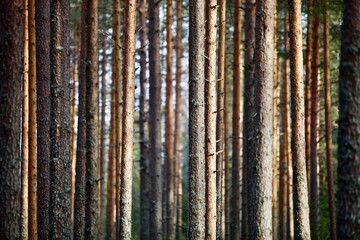 Pine trees and fir trees trunks in spring Coniferous forest close up. Coniferous forest landscape in sunny day. Nature reserve. Evergreen Pine tree forest in sun light. Primeval Woodland. Spruce trees © ST-art