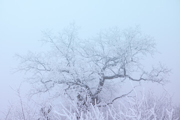 Fototapeta na wymiar Tree with Frost Branches . Frozen Winter Nature . Foggy Weather