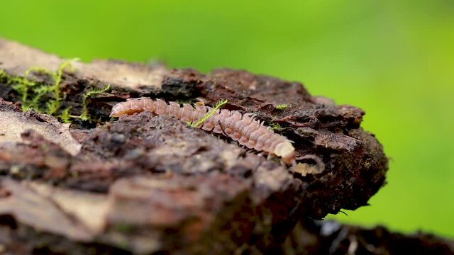 Polydesmus sp. (Polydesmidae) moves on wood.
