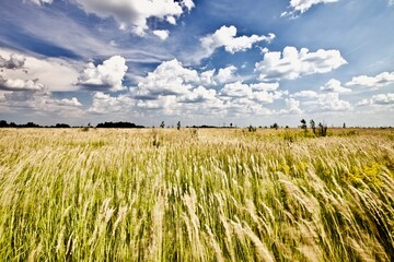 Lying in tall grass on a field looking into a blue sky with white clouds. Blooming field in sunny summer day. Summer field close up. Beautiful meadow and dramatic blue sky with white clouds. Freedom.