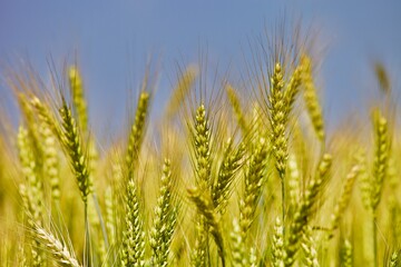 Golden wheat field in summer sunny day on blue sky background. Summer background. Wheat spike...