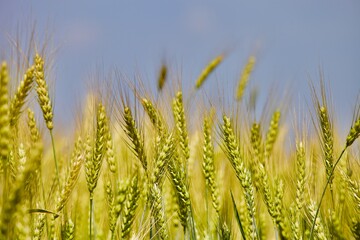 Golden wheat field in summer sunny day on blue sky background. Summer background. Wheat spike close-up view. Golden wheat ears in sunlight. Wheat sprouts on agricultural field. Organic farming.