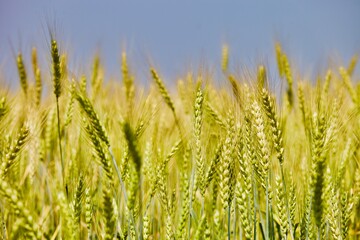 Golden wheat field in summer sunny day on blue sky background. Summer background. Wheat spike close-up view. Golden wheat ears in sunlight. Wheat sprouts on agricultural field. Organic farming.