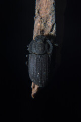 Small beetle crawling on stick