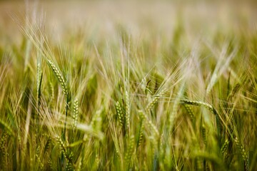 Rye ears field in summer sunny day close-up view. Organic farming. Rye harvest. Agricultural industry. Cereal growing. High contrast abstract nature backgrounds. Organic farming development.