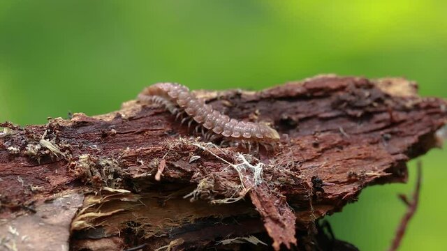 Polydesmus sp. (Polydesmidae) moves on wood.
