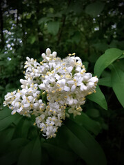 White Privet Flowers
