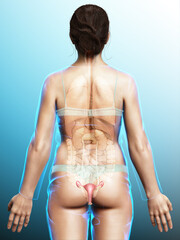 Obraz premium 3d rendered medically accurate illustration of female uterus anatomy