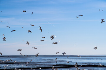 Seagull Hatchery at Eider Sperrwerk in Germany