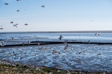 Seagull Hatchery at Eider Sperrwerk in Germany