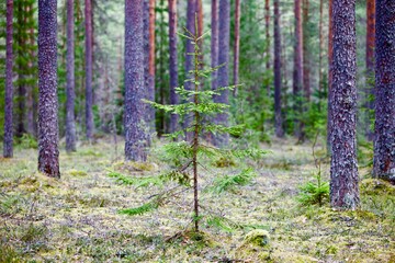 Young spruce in spring coniferous forest close up. Spring sapling in spruce forest. Nature reserve recovery. Evergreen Pine tree forest recover. Forest protection. New life concept. Clean environment.