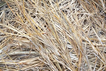 close up dry grass texture in country farm