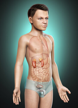 3d rendered, medically accurate illustration of the young boy kidneys anatomy