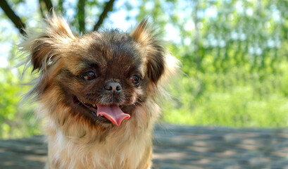 Naklejka na ściany i meble Close-up portrait of small happy pekingese dog sitting resting in park with its tongue hanging out against background of bokeh of green leaves with copy space. Pet with a funny facial expression.