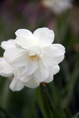 Naklejka na ściany i meble white yellow daffodil flowers in garden