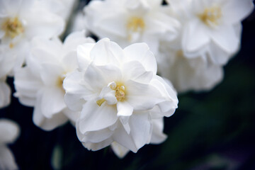 Obraz premium white yellow daffodil flowers in garden