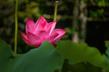 pink lotus flower