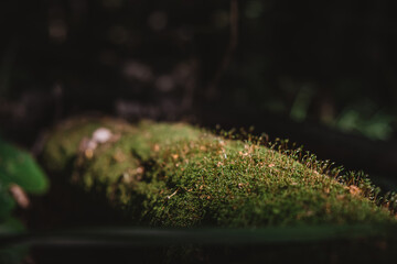 in the foreground a trunk felled in a forest overgrown with moss and cuckoo flax. outdoor recreation concept. selective focus