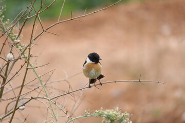 A small bird on a tree trunk