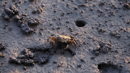 crab on the beach at sunset