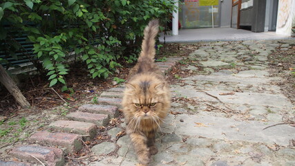 angry and cranky cat walking on the pavement