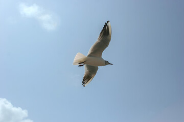 Seagulls flying in sky at way to Bet Dwarka, Gujarat, India