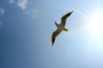 Seagulls flying in sky at way to Bet Dwarka, Gujarat, India