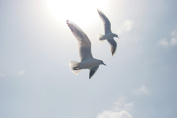Fototapeta premium Seagulls flying in sky at way to Bet Dwarka, Gujarat, India