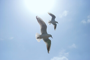 Seagulls flying in sky at way to Bet Dwarka, Gujarat, India
