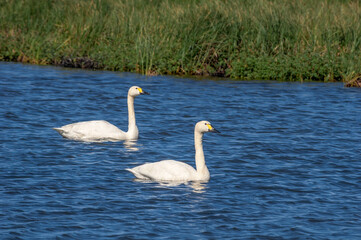 Obraz premium Bewick's Swan (Cygnus bewickii) in Barents Sea coastal area, Russia