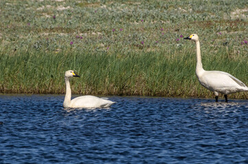 Bewick's Swan (Cygnus bewickii) in Barents Sea coastal area, Russia