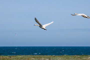 Fototapeta na wymiar Bewick's Swan (Cygnus bewickii) in Barents Sea coastal area, Russia