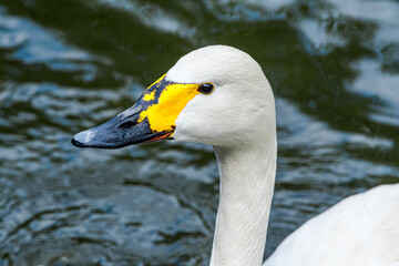 Bewick's Swan (Cygnus bewickii) in Barents Sea coastal area, Russia