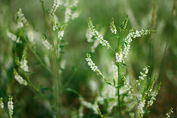 summer wildflowers at sunset. flower composition. lilac flowers closeup with blurry background.
